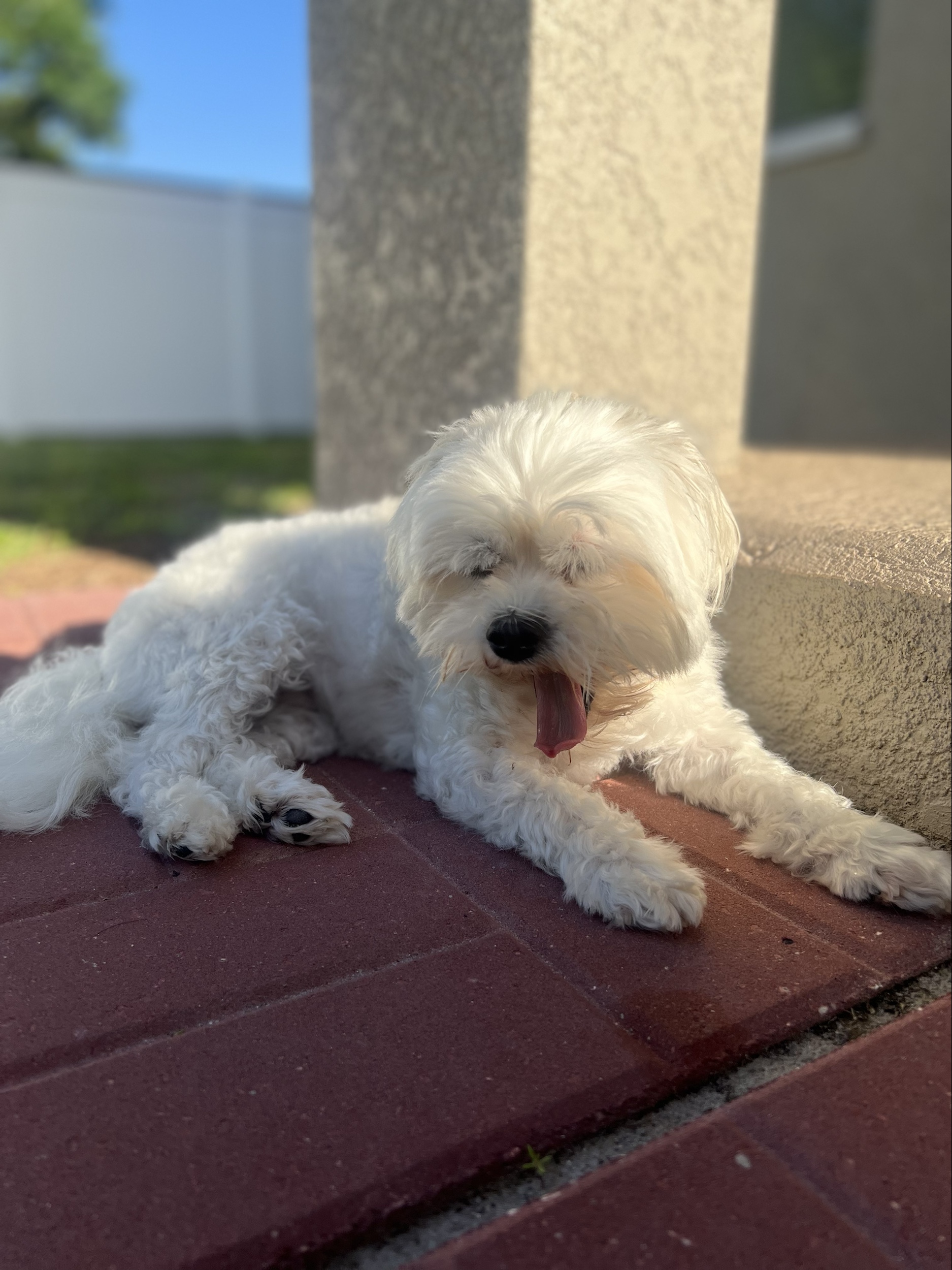 Yawning Cass